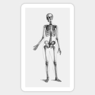 Full Body Skeleton - Vintage Anatomy Sticker